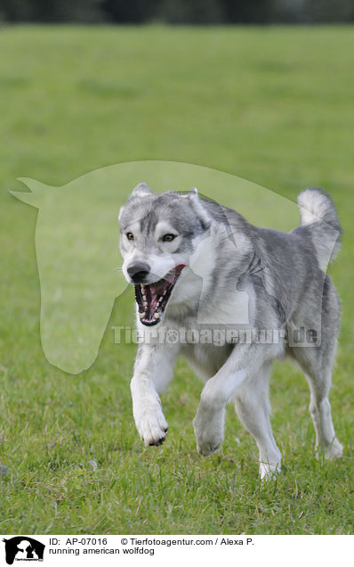 running american wolfdog / AP-07016