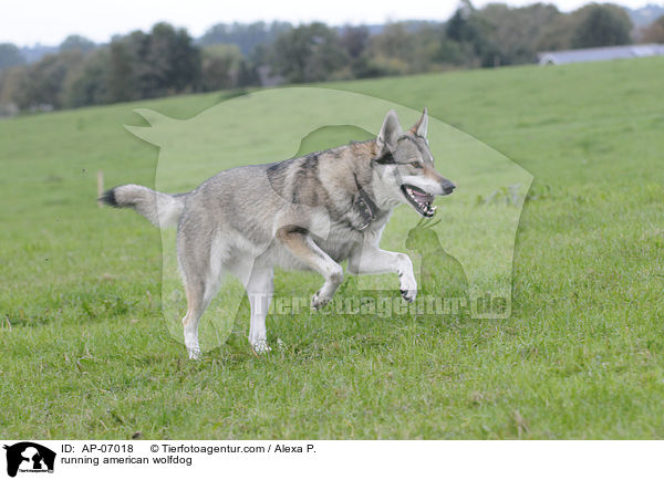 running american wolfdog / AP-07018