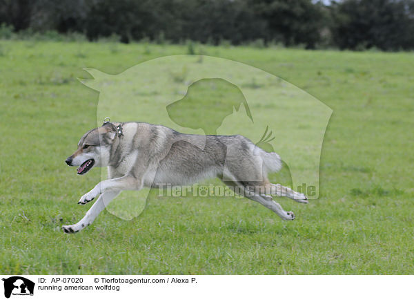 running american wolfdog / AP-07020