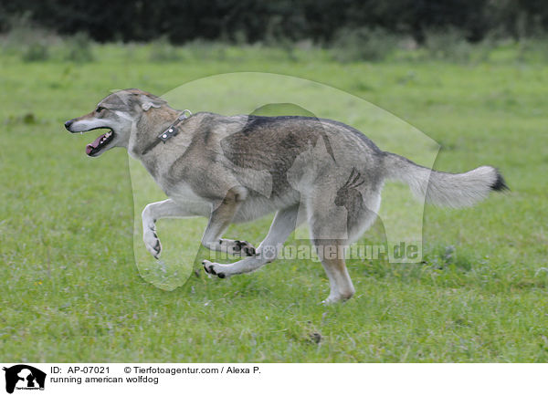running american wolfdog / AP-07021