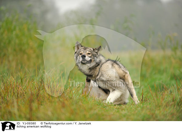 itching american wolfdog / YJ-09380