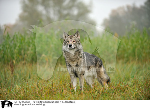 standing american wolfdog / YJ-09383
