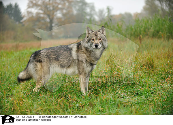 standing american wolfdog / YJ-09384