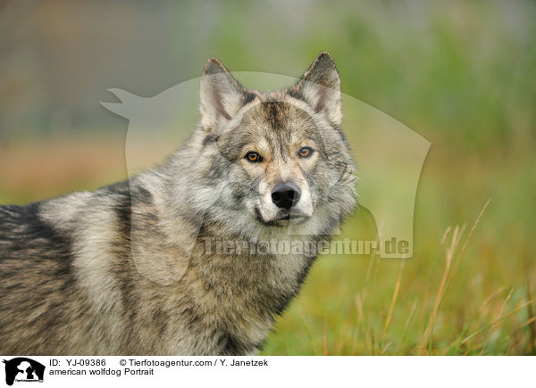 american wolfdog Portrait / YJ-09386