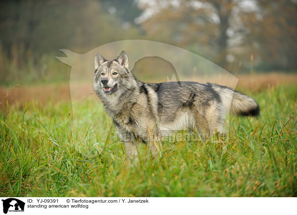 standing american wolfdog / YJ-09391