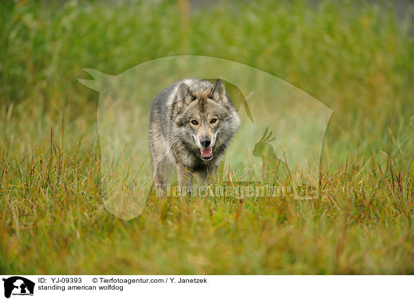 standing american wolfdog / YJ-09393