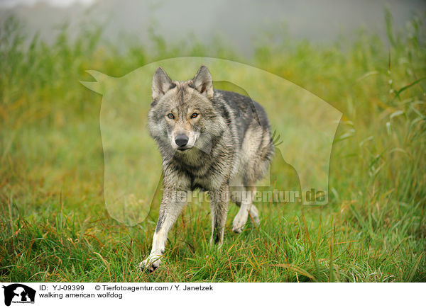 walking american wolfdog / YJ-09399