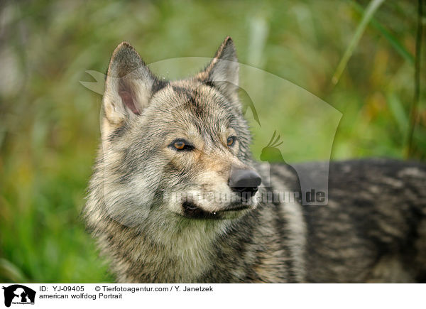american wolfdog Portrait / YJ-09405