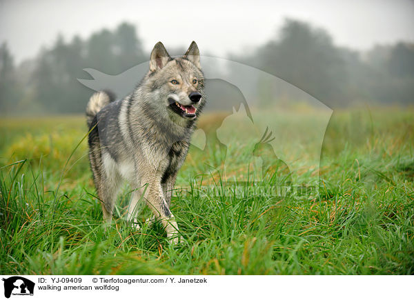 walking american wolfdog / YJ-09409