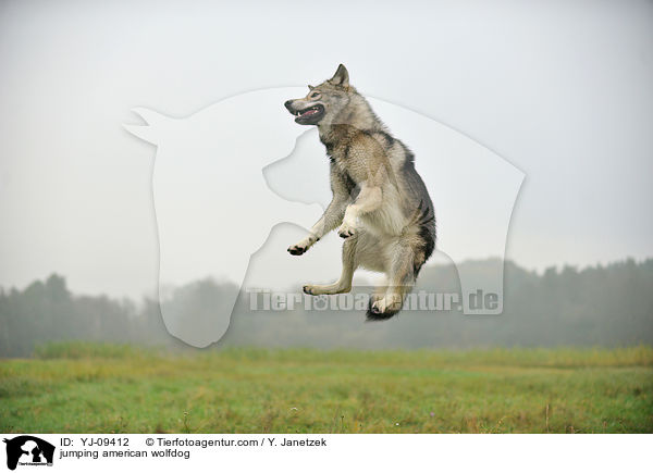 jumping american wolfdog / YJ-09412