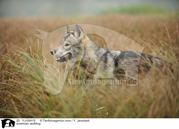 american wolfdog / YJ-09415