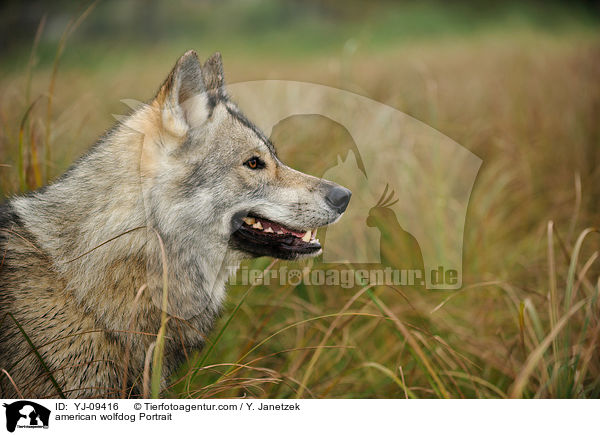 american wolfdog Portrait / YJ-09416