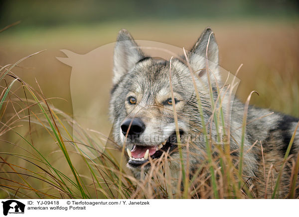 american wolfdog Portrait / YJ-09418
