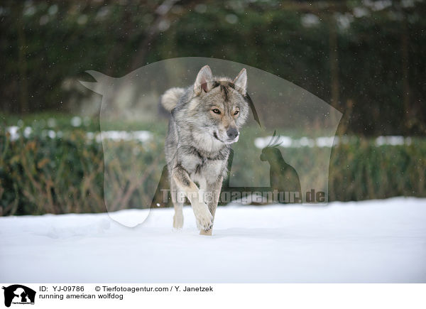 running american wolfdog / YJ-09786