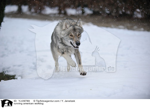running american wolfdog / YJ-09789