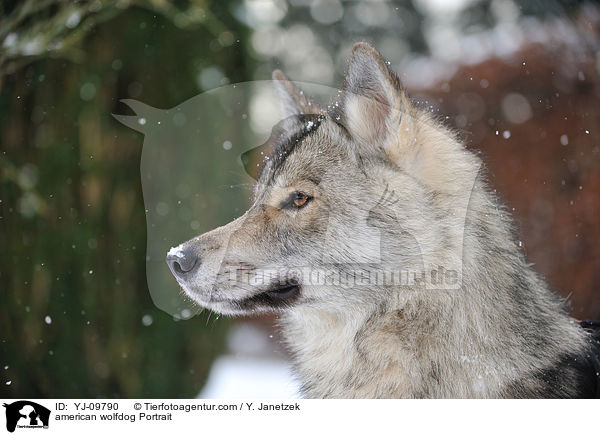american wolfdog Portrait / YJ-09790