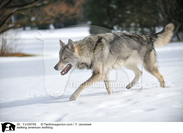 laufender Amerikanischer Wolfshund / walking american wolfdog / YJ-09795