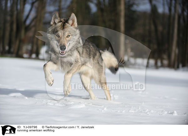 running american wolfdog / YJ-09796