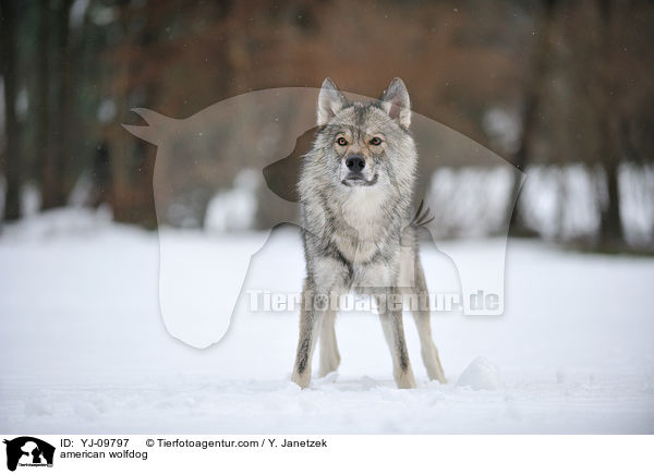 american wolfdog / YJ-09797