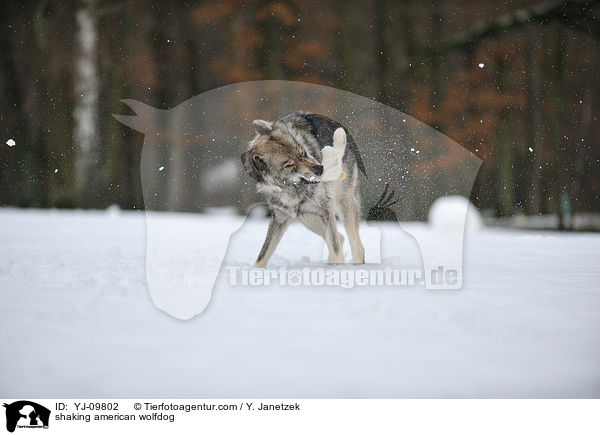 Amerikanischer Wolfshund schttelt sich / shaking american wolfdog / YJ-09802