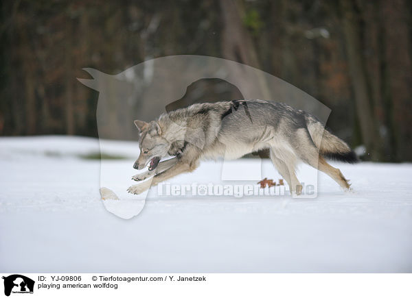 spielender Amerikanischer Wolfshund / playing american wolfdog / YJ-09806