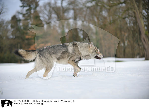 walking american wolfdog / YJ-09810