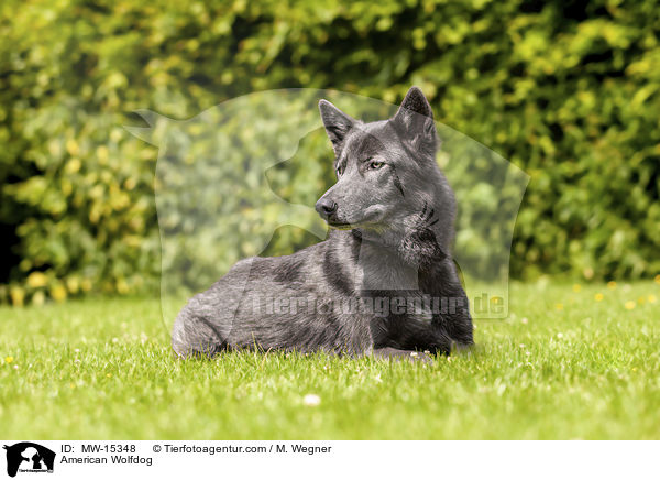 Amerikanischer Wolfshund / American Wolfdog / MW-15348