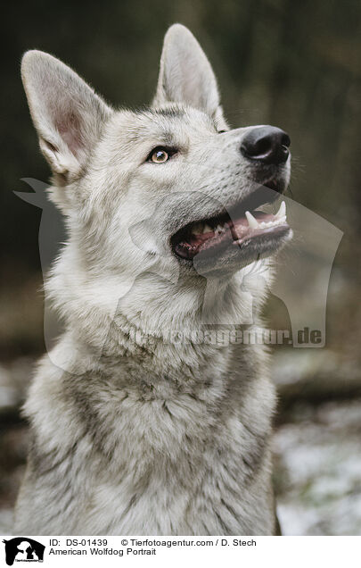 Amerikanischer Wolfshund Portrait / American Wolfdog Portrait / DS-01439