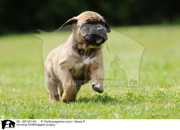 running Antikdoggen puppy / AP-05140