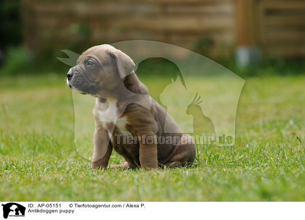 Antikdoggen puppy / AP-05151