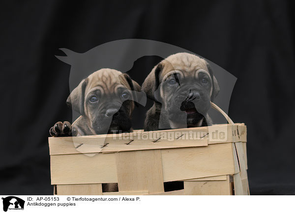 Antikdoggen puppies / AP-05153