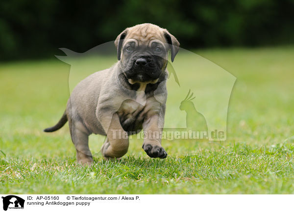 running Antikdoggen puppy / AP-05160