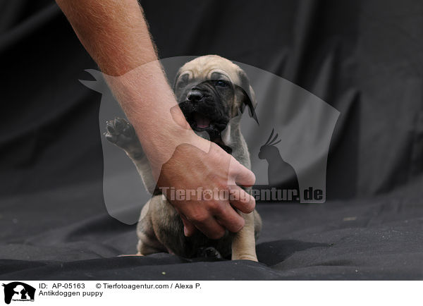 Antikdoggen puppy / AP-05163