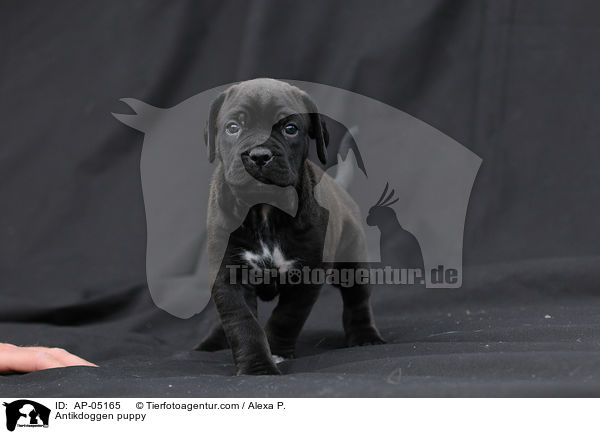 Antikdoggen puppy / AP-05165