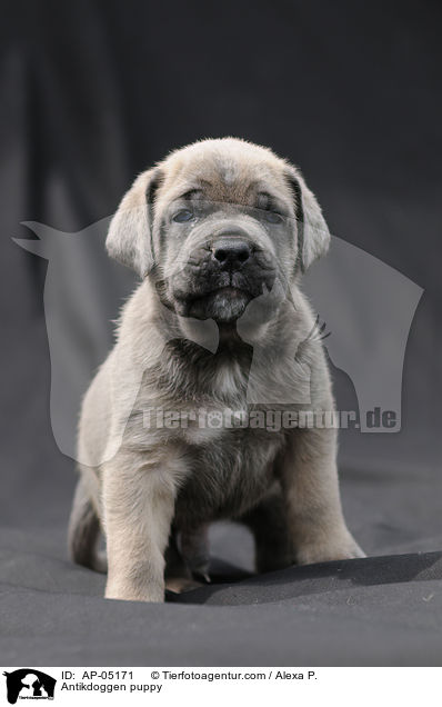 Antikdoggen puppy / AP-05171
