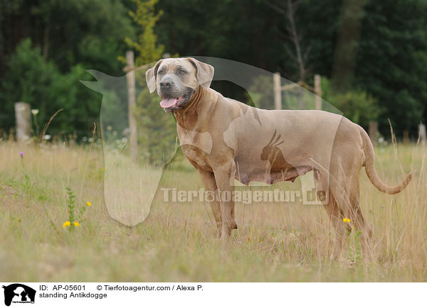 standing Antikdogge / AP-05601
