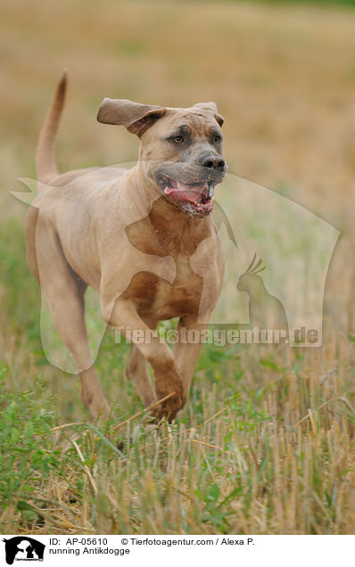 running Antikdogge / AP-05610