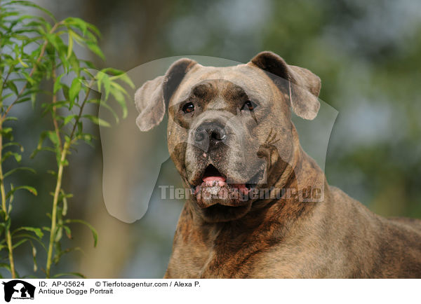 Antique Dogge Portrait / AP-05624