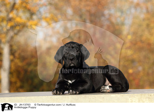 Antikdogge Puppy / JH-13763