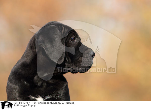 Antikdogge Puppy / JH-13767
