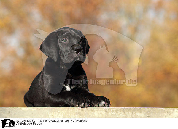 Antikdogge Puppy / JH-13770