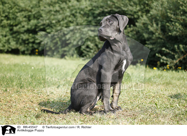Antikdogge Puppy / RR-45547