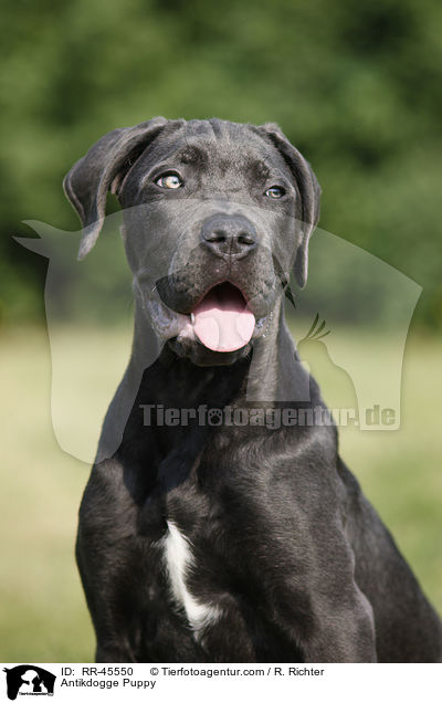Antikdogge Puppy / RR-45550