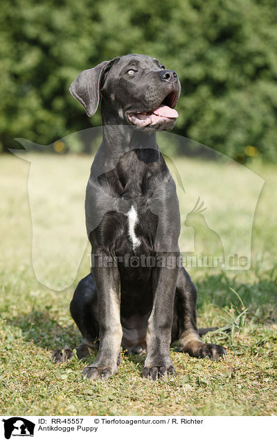 Antikdogge Puppy / RR-45557