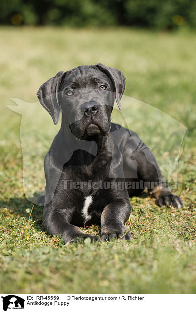 Antikdogge Puppy / RR-45559