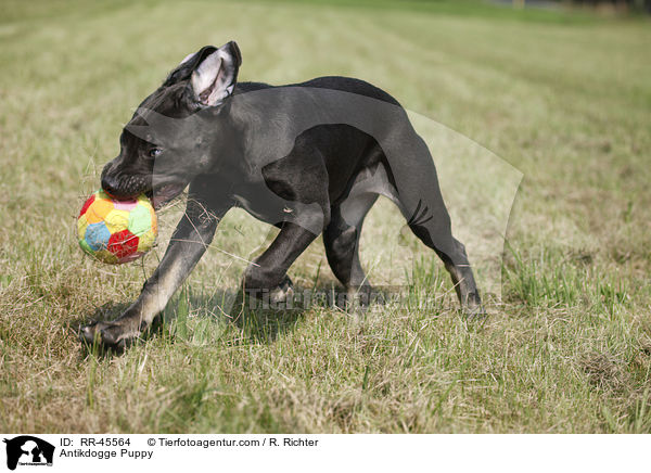 Antikdogge Puppy / RR-45564