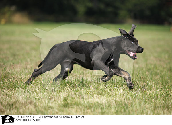 Antikdogge Puppy / RR-45570