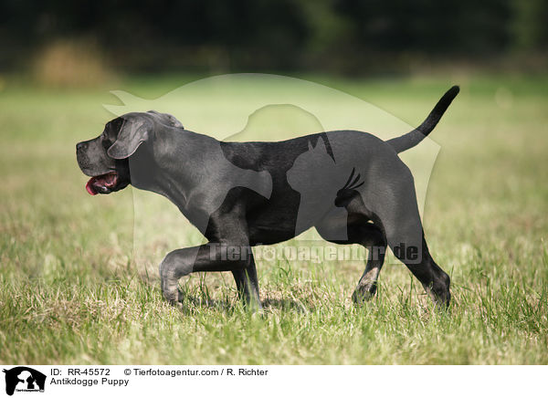 Antikdogge Puppy / RR-45572