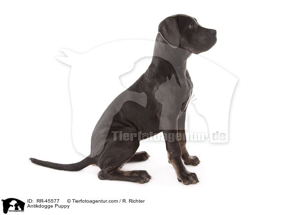 Antikdogge Puppy / RR-45577