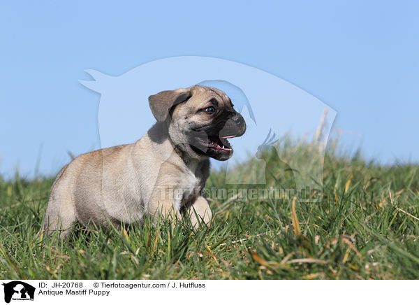 Antikdogge Welpe / Antique Mastiff Puppy / JH-20768